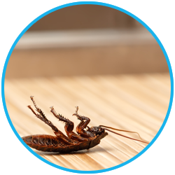 Pest Control